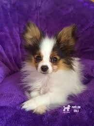 I live in montgomery county pa how do we get a puppy to pensylvania ? Road S End Papillons 4 5 Old Papillon Puppy Road S End Papillons 4 5 Old Papillon Puppy Road S End Pa Papillon Puppy Papillon Dog Papillion Puppies