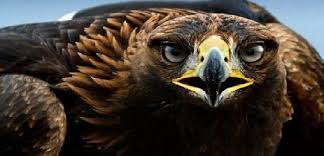 Falconry Experience Days Birds Of Prey Hampshire Wiltshire Uk Birds Of Prey Eagle Pet Birds