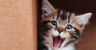 Vet Jobs Marketplace Australia Nz Asia Vet Pet Jobs Marketplace