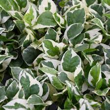 Image result for Epipremnum aureum