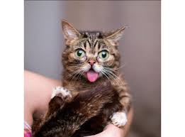 🐱 wish you were as cute as a cat? These Are The Most Famous Pets On Instagram Purewow