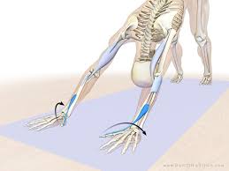 Balancing The Forearms Wrists And Hands In Dog Pose Yoga Anatomy Downward Dog Yoga Pose Yoga Muscles