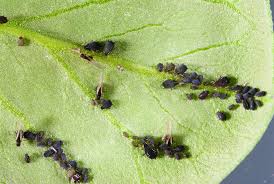 During one year aphids go through several generations. Biosecurity Update Black Bean Aphid Potatoes New Zealand