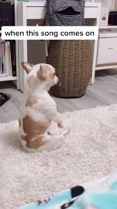 Tik Tok Animals Turkeyanimals On Tiktok Fish Bone Animals Tok