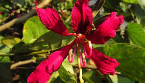 Like chinese bonsai is believed to be a plant of harmony, ficus retusa means fertility and love. Bangalore Flowering Trees In Public Parks Karnataka
