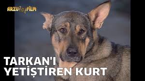 Tarkan Guclu Kahraman Tarkani Yetistiren Kurt Youtube