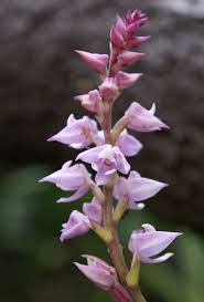 Image result for Polystachya valentina