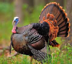 Happy Thanksgiving Wild Turkey Turkey Bird Turkey Hunting