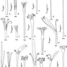 Image result for Pleiotaxis pulcherrima