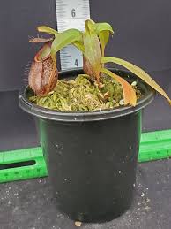 Image result for Nesaea heptamera