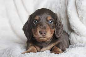 Dachshund Puppy Dachshund Puppy Miniature Miniature Dachshunds Dachshund