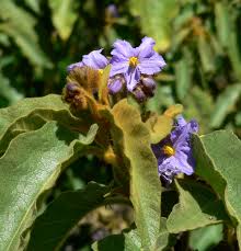 Image result for Solanum sp.no.2