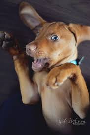 The stud fee is the current cost of a puppy, payable in advance. Vizsla Gabi Vizsla Dogs Vizsla Beautiful Dog Breeds