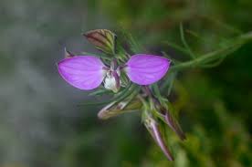 Image result for Disperis