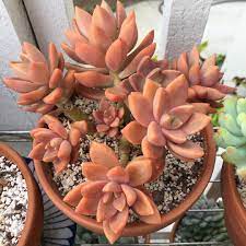 Walmart.com has been visited by 1m+ users in the past month Graptosedum California Sunset Succulents Windowsill Garden Cacti And Succulents