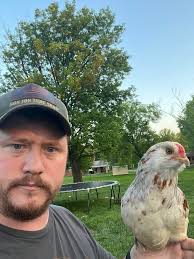 Rooster's favorite: hens or henkitty?
