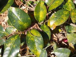 Check spelling or type a new query. 3 Insects And Diseases Of Camellias A Heron S Garden