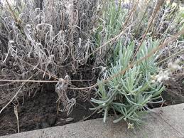 Check spelling or type a new query. Dying Lavender Plant Derrickandmelisa