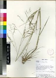 Image result for Panicum novemnerve