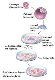 We did not find results for: Stem Cells Definition Properties Types Uses Challenges
