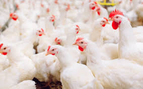 China's ministry of agriculture and rural affairs announced saturday an outbreak of a highly pathogenic strain of h5n1 bird flu at a farm in the earlier this week authorities in india started culling chickens and destroying eggs to contain the bird flu virus. China Confirms First Human Case Of Bird Flu Strain