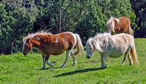 Native to the 'shetland isles' of scotland, this popular pet is the smallest of all the pony breeds, now found in many other countries. Everything You Need To Know About Mini Horses