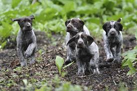 If you tell the average north american hunter that you have a german shorthaired pointer or german wirehaired pointer he or she will probably know. German Shorthaired Pointer Dog Breed Information