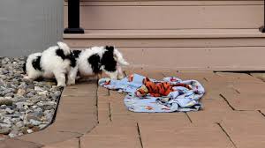 Teddy bear puppies for sale. Teddy Shichon Teddy Bear Puppy For Sale Keystone Puppies