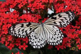 We did not find results for: Do Butterflies And Bees Get Along Yes They Do Eco Family Life