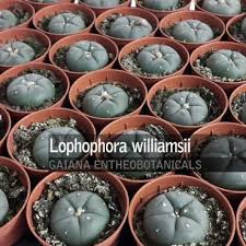 Described in the cactus and distribution: Trichocereus Pachanoi San Pedro Gaiana