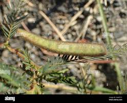 Image result for Chamaecrista mimosoides