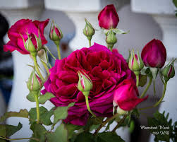 Munstead wood rose truly is a spectacular rose in almost every sense of the word. Munstead Wood Rose