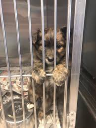 A wide range of additional services may also be offered by the franklin. Year Of Service At Pets Without Parents Elizabeth Baur S Eportfolio