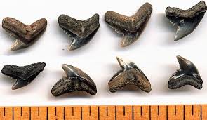 How to identify shark teeth 1 tiger shark. Fossilguy Com Tiger Shark Facts And Information Galeocerdo Cuvier And Fossil Species