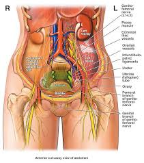 Related Image Psoas Muscle Bladder Human Anatomy