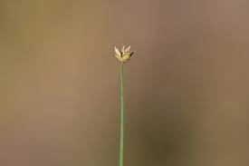 Image result for Bulbostylis densa