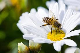 Because it's one of the first to bloom in the spring, this flower attracts pollinators. How To Help Bees 22 Garden Ideas To Protect The Pollinators Loveproperty Com