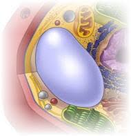 Plant cells have large vacuole because. Vacuole Cell Organelle Tutorial