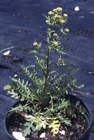 Image result for Rorippa