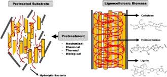 Ethanol production from lignocellulosic materials has attracted global attention due to its low cost. Enzymatic Pretreatment Of Lignocellulosic Biomass For Enhanced Biomethane Production A Review Sciencedirect