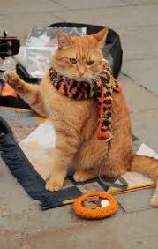 Bob A Londoner Street Cat Street Cat Bob Cats Cats And Kittens