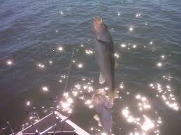 Lake Allatoona Fishing Report From The Allatoona Fishing Guide Service -  Captain Fred Duncan