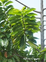 Image result for Annona muricata