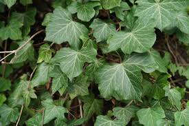Плющ обыкновенный, или плющ вьющийся (лат. Common Ivy English Ivy European Ivy Hedera Helix