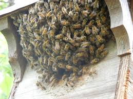 Close Up Of Bee Swarm In A Squirrel Box San Antonio Tx Bee Swarm How To Dry Basil Bee Removal