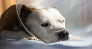 Justanswer.com has been visited by 100k+ users in the past month My Dog S Stitches Are Open Petcoach