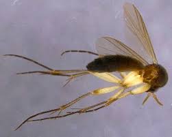 Image result for Cordyla