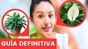 FLOWER ARRANGEMENT IDEAS 240. Anthuriums and Spider Plants Supporting by  Dried Branches