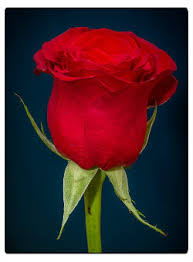 Rose aus geldscheinen falten origami mit geldscheinen von blumen basteln aus geld photo. Eine Rose Aus Geld Falten Anleitung