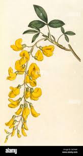 Image result for Laburnum